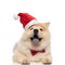 Happy santa chow chow with bowtie relaxing and panting