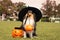 Happy scary funny Halloween postcard with black white shetland sheepdog