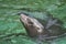 Happy sea lion swimming in the water with his head up