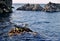 Happy seal posing on a rock in Irish Sea