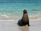 Happy seal on pristine beach, Floreana, Galapagos Islands, Ecuador