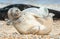 Happy seal pup on a beach