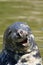 Happy seal smiling