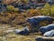 happy seal sticks out his tongue and sunbathes with friends