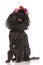 Happy seated black poodle wearing flowers headband looks up