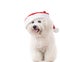 Happy seated santa claus bichon frise