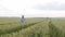 Happy senior farmer in hat walks in wheat field and touches the spikelets