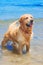 Happy senior golden retriever dog at the beach