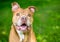 A happy senior Pit Bull Terrier mixed breed dog