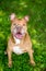 A happy senior Pit Bull Terrier mixed breed dog