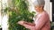 Happy senior woman cleaning houseplant