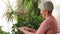 Happy senior woman cleaning houseplant