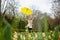 Happy senior woman in yellow rain coat with yellow umbrella walking in park. Cheerful mature, elderly, retired Latina