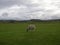 Happy sheep on nice green lawn. Fidden Farm, Mull, Scotland