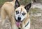 Happy Shepherd Akita Husky mix dog with blue eyes and harness animal shelter adoption photo