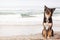 Happy Shepherd Crossbreed Dog at Beach