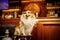 Happy shetland sheepdog in dog-friendly bar.