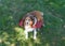 Happy Shetland Sheepdog (Sheltie Dog) Red Dragon Wings Halloween