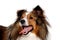 Happy shetland sheepdog taken on at clean white background