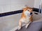 Happy Shiba Inu dog after bathing in the groomer salon