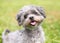 A happy Shih Tzu x Poodle mixed breed dog outdoors