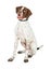 Happy Shorthaired Pointer Dog Sitting on White