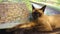 Happy Siamese cat with big brown eyes lying infront of garden painting