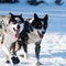 Happy Siberian Huskies in Yukon Quest