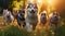 Happy Siberian Husky dogs running against a forest background.