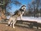 Happy siberian husky in snow looking at camera