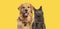 Happy sitting and panting Golden retriever dog and blue Maine Coon cat looking at camera, Isolated on yellow