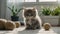 Happy sleepy tabby fluffy Persian cat plays with beautiful balls, skeins of thread. The kitten looks at the camera