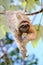 Happy sloth