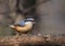 A happy small passerine the Eurasian nuthatch or Sitta europaea bird singing