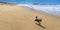 Happy small poodle cross dog running free along Warilla Beach, NSW, Australia, a leash free dog beach