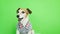 Happy smiling active dog in clothes lookig to the cam. yawn. Green chroma key background. Video footage.