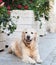 Happy smiling adorable golden retriever puppy dog sitting near white wooden baskets with flowers