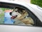 Happy smiling big dog in motorcar going on holiday