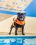 Happy, smiling black staffordshire bull terrier dog in an orange lifejacket, buoyancy aid standing by the side of a swimming pool