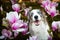 Happy smiling border collie dog between blossom flowers.