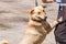 Happy smiling dog leaning against owner, friendly mixed bred lab