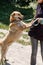 Happy smiling dog leaning against owner, friendly mixed bred lab