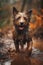 Happy smiling dog, very wet and muddy, running towards the camera, autumn, fall