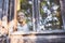 Happy smiling emotional elderly woman having fun posing by open window in rustic old wooden village house in straw hat. Retired