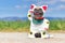 Happy smiling French Bulldog dog dressed up with traditional Japanese so called `Maneki Neko` winking lucky cat Halloween costume