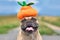 Happy smiling French Bulldog dog dresses up with funny Halloween pumpkin costume hat