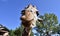 Happy and smiling giraffe at Cheyenne Mountain Zoo