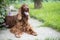 Happy smiling Irish Setter dog lying