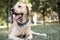 Happy Smiling labrador dog outdoors