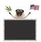 Happy smiling pug puppy dog waving American National flag of USA, with blank blackboard
